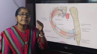 Lecture On Intercostal Nerve [upl. by Elo]