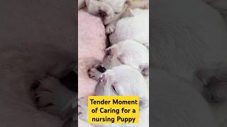 Tender Moment of Caring for a Nursing Puppy by Gently Wiping its Nose When Milk Dribbles Out [upl. by Hansen]