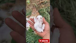 Heartwarming Rabbit Moment Eating Fruit 🍑🐰  Wild Animals Pham Cute Viral [upl. by Airekahs779]