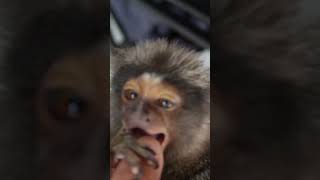 Giggling Baby Monkey is Ticklish fingermonkey funmonkey marmoset monkeybehavior [upl. by Betti742]