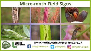 UK Micromoth Field Signs [upl. by Biddick]