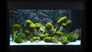 Juwel Aquarium Rio 125 Einrichtungsbeispiel  Tutorial [upl. by Liebowitz]