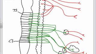 Autonomic Nervous System Anatomy Introductionpptx [upl. by Aziza]