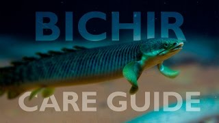 Bichirs An Ultimate Care Guide [upl. by Bratton]