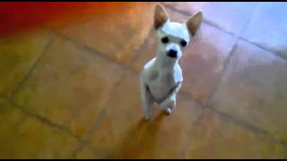 Hot Salsa by Chihuahua  Chihuahua dança [upl. by Dogs]