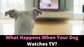 Why Do Dogs Watch TV And React Here’s What Dogs See When They Watch Television [upl. by Kowtko363]