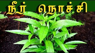 justicia gendarussa  நீர் நொச்சியின் வைத்திய முறைகள் neer nochi medicine [upl. by Kafka]