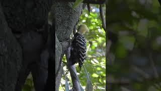 Canto de Pássaros  PICAPAUDECABEÇAAMARELA  Blondcrested Woodpecker birds cantodepassaros [upl. by Alejoa]