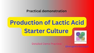 Production of Lactic Acid Starter Culturelactic acid bacteria preparationFermentationmicrobiology [upl. by Haskell]