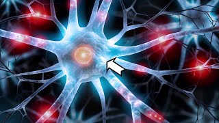 ¿Qué son las NEURONAS y cuáles son sus partes Tipos de neuronas y funciones🧠 [upl. by Abert411]