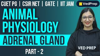 Animal Physiology  Adrenal Gland  CUET PGCSIR NETGATEIIT JAM  Part2  VedPrep Biology Academy [upl. by Gillespie929]