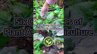 Six clever uses of plant Ash in agriculture shortvideo garden youtubeshorts farming viralvideo [upl. by Aramat937]