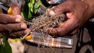 Vegetable Phytophthora Blight  A Scare to Vegetable Growers [upl. by Warrin]