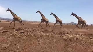 Herd of giraffes running in Tanzania Africa [upl. by Yllod]