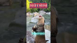 El pelaje más denso del mundo animal las nutrias wildlife vidasalvaje otter nutria pets [upl. by Namilus]