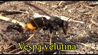 Vespa velutina o avispa asiatica datos y curiosidades [upl. by Hillegass]