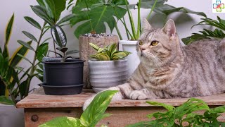 28 Low Light Indoor Plants Safe for Cats and Dogs  NonToxic Plants [upl. by Enymsaj]