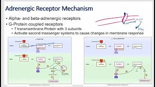 Autonomic Nervous System Physiology [upl. by Yltsew]