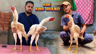 White Shamo Aseel 4 Mahine ki Taiyari How to Fast Grow Chicks At Home Hsn Entertainment [upl. by Esilehs]