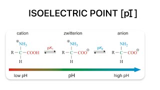 Isolectric point and its calculation [upl. by Lionello]