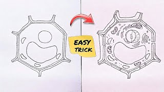 How to draw plant cell step by step in easy way [upl. by Tartan]