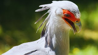 Secretary Bird A Dancing Snake Killer With A Sharp Mind  Wild Animalogy [upl. by Xenos17]