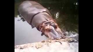 Gwalior zoo  OUR AWESOM HIPPO [upl. by Leagiba]