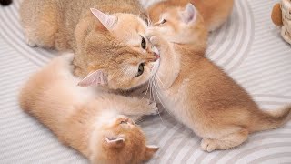 Top videos of mother cat Samel showing her love for her kittens part1 [upl. by Enomaj119]