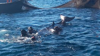 El emocionante rescate de un rorcual aliblanco en aguas de Ceuta [upl. by Sly]