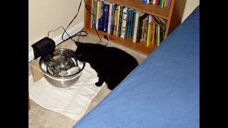 DIY Cat Drinking Fountain Low Cost Fast and Easy to Build [upl. by Mccord961]