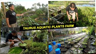 Aquatic Plants Farming  Taurus Aquatic Plants [upl. by Ahsiruam63]