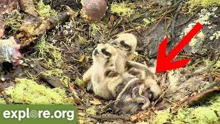 Newly Hatched Osprey Chick [upl. by Mala102]