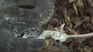 Smooth Death Adder Feeding [upl. by Lusa]