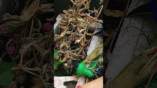 How to collect Gomphrena plant seeds easyhomegardening plantseeds gardeningideas [upl. by Australia107]