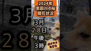 【3月28日15時】2024年恩田川の桜開花状況🌸 [upl. by Ahsyad]