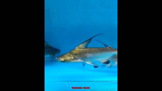 Top5 Shark🦈 fish food🍱 in tamiltamil trending shots viral yasvanthvlogz [upl. by Assenna621]