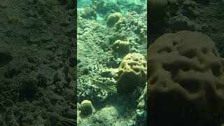 Plectorhinchus lineatus striped sweetlips fish snorkeling travel discoverscubadiving gopro [upl. by Leeke940]