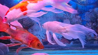 Relax with Colorful Fish and Calming Water Sounds  ASMR Deep Relaxation [upl. by Yeltrab127]