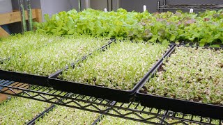 Which Soil is Best for Growing Microgreens [upl. by Rowell]