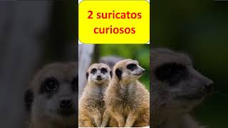 suricato curioso [upl. by Surat]