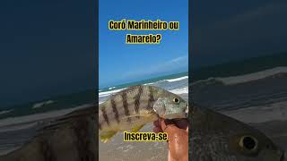 roncador shorts teobaldofishing beachfishing surfcasting [upl. by Adirehs294]