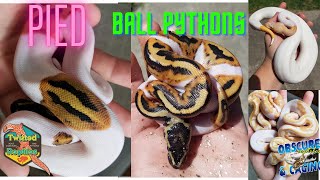 Pied Ball Python Combos [upl. by Wichern]