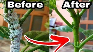 How to get rid of mealybugs on hibiscus or any other plant [upl. by Leile]