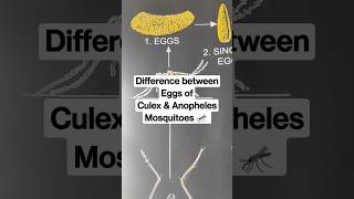 Difference between Eggs of Culex amp Anopheles Mosquito shorts culexmosquito anophelesmosquito [upl. by Alithia]