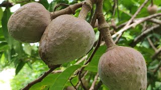 වැලි අනෝදා  Bullocks heart  Underutilized fruit crops  Annona reticulata [upl. by Hillard]