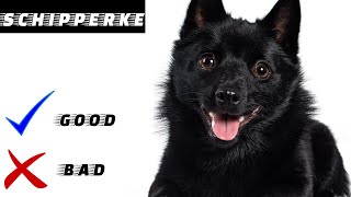 Schipperke Pros And Cons  Everything you need to know  Decision making video [upl. by Bonni805]