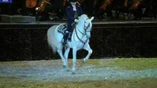 🔴Andalusian Horses  Lorenzo Horse Show OSTRAVA 1 [upl. by Trip]