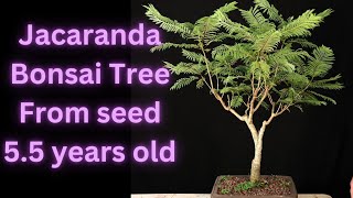 Jacaranda Bonsai Tree From Seed 55 years old Jacaranda mimosifolia Update on 2 trees [upl. by Helm]