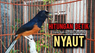 murai batu gacor AMPUH buat PANCINGAN murai batu agar bunyi JADIKAN burung murai gacor EMOSI NYAUT [upl. by Nniroc]