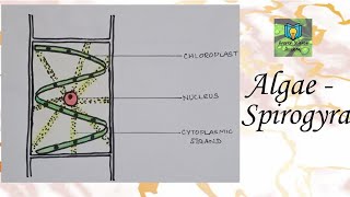 How to draw Spirogyra algae easily  Class 8 science [upl. by Oine273]